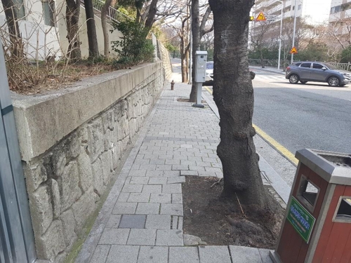 교통약자 통행 방해하는 가로수 [차근호 기자]