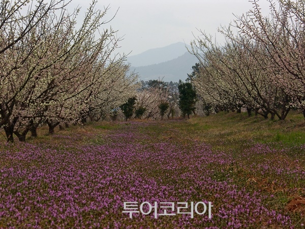 땅끝매실농장 이미지