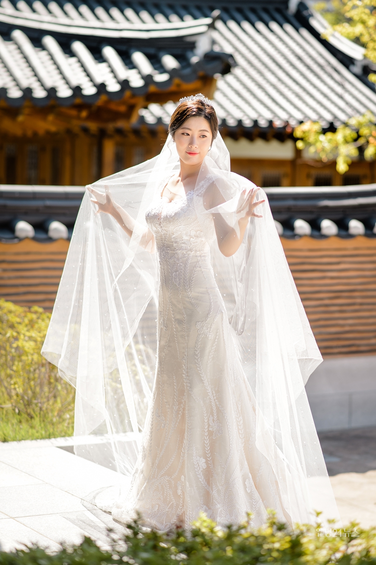 달리아 이미지