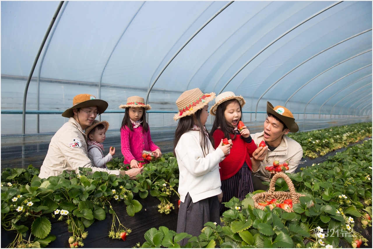 스트로베리힐 이미지