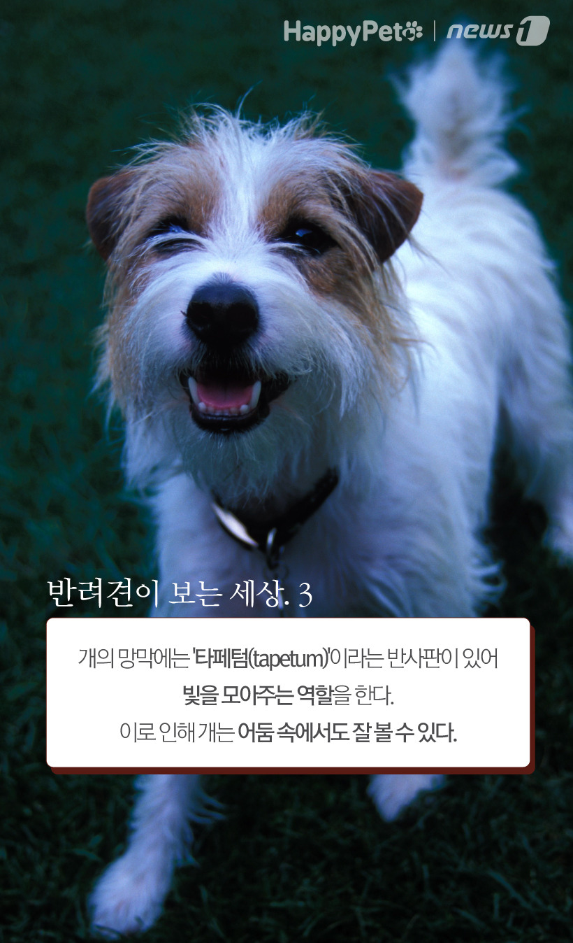 진짜 이미지