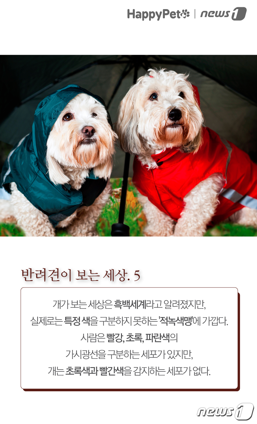 진짜 이미지
