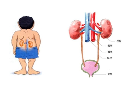 [헬스TALK] 간접흡연 노출 땐 만성신부전증 위험 66% 늘어나