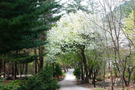 이팝나무꽃이 흐드러진 검마산자연휴양림. [사진 국립자연휴양림관리소]