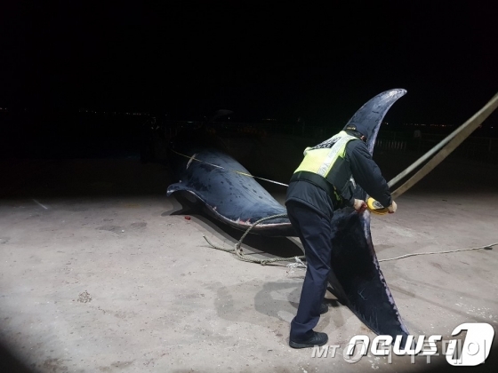 (여수=뉴스1) 지정운 기자 = 17일 오후 3시20분쯤 전남 여수시 삼산면 광도 남동쪽 11㎞ 해상에서 약 10미터 길이의 '긴 수염과' 고래 1마리가 그물 줄에 걸려 죽은 채 발견됐다.해양경찰관이 조선소로 예인된 브라이드 고래의 포획 여부를 조사하고 있다.(여수해경 제공)/2019.2.18/뉴스1   <저작권자 ⓒ 뉴스1코리아, 무단전재 및 재배포 금지>