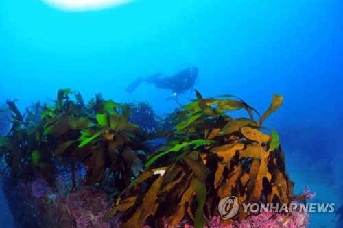 바다;숲 이미지