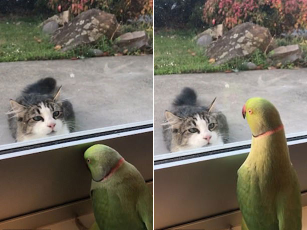 까꿍 놀이?…창밖 고양이 약 올리는 앵무새