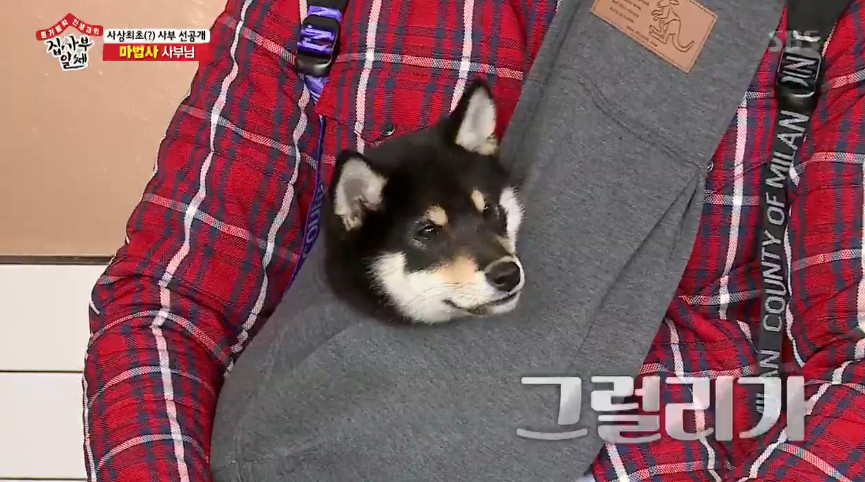 All The Butlers Lee Seung-gi, the Dog out broadcast the first public Parents came with. <p>Singer cum actor Lee Seung-gi today is broadcast, but not parents, I came,he said.</p><p>3 November 24 broadcast of SBS All The Butlersfrom Lee Seung-gi is a Dog out into public.</p><p>4 months old Shiba Ainu found out recently Lee Seung-gi of love to German cars. Lee Seung-gi out to The brought back from this part(part Steel type instead)want to meet. Nuts price formation in good timing.</p><p>Today is broadcast to come. Parents came with. My broadcast debut as the need to prepare. Yesterday sodding day was like. Alone key if version when there is also family love, as if,he said.</p><p>Lee Seung-gi is a porch rings to the bark does not; out with love to trot fast. Lee Seung-gi is a full arm with this.and laughed.</p>