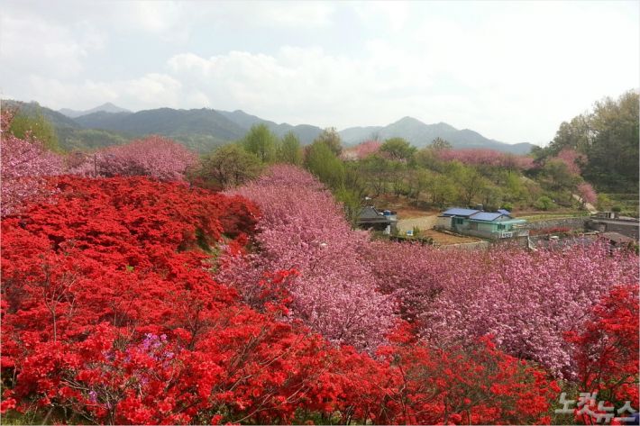 전주의봄 이미지