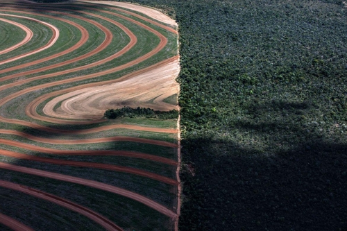 브라질 열대우림 아마존을 파괴해 만든 수출용 콩밭[네이처 보고서 캡처]