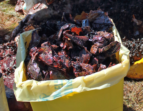 수의사와 환경단체 회원들이 고래 위장을 절개해 꺼낸 플라스틱 쓰레기 더미의 모습. AP뉴시스