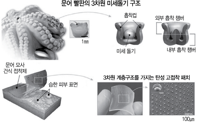 [이달의 과학기술인상] 문어빨판 응용, 의료·반도체 청정패치 개발