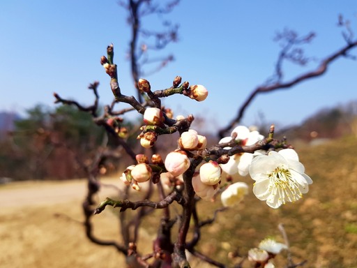 매화 이미지