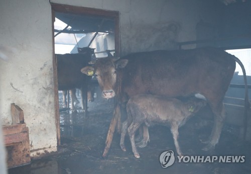 화마가 끝난 뒤, 새끼부터 챙기는 소 (속초=연합뉴스) 김도훈 기자 = 5일 오전 전날 강원도 고성군 토성면에서 시작된 산불이 번진 속초시 장천마을에서 화재로 반이 무너진 축사에서 어미소가 송아지에게 젖을 물리고 있다. 2019.4.5 superdoo82@yna.co.kr