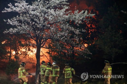 잔인한 속초의 봄 (속초=연합뉴스) 양지웅 기자 = 강원 고성·속초 일대에 산불이 이어지고 있는 5일 속초 교동 인근에서 소방대원들이 진화작업을 벌이고 있다. 2019.4.5 yangdoo@yna.co.kr