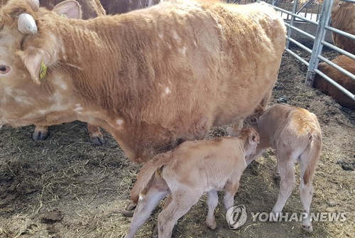 새벽농가축산 이미지