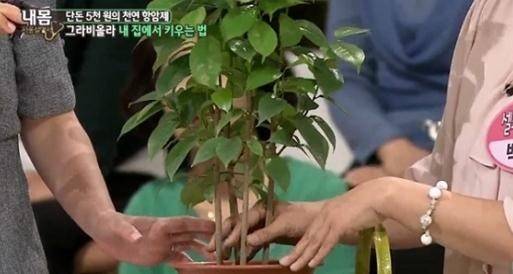 그라비올라 이미지