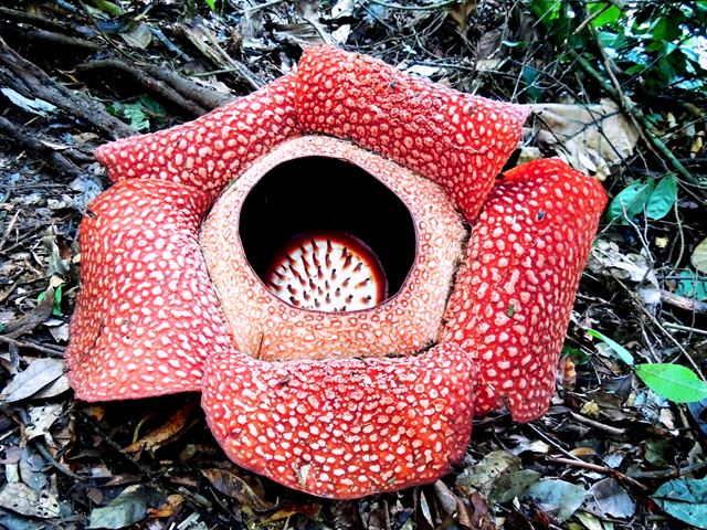 인도네시아 수마트라섬 남서부에서 서식하는 라플레시아 꽃. 직경이 80cm에 달한다. 일부 대형 라플레시아 꽃은 직경이 1m가 넘고 무게도 10kg이 넘는 것으로 알려졌다. 위키피디아