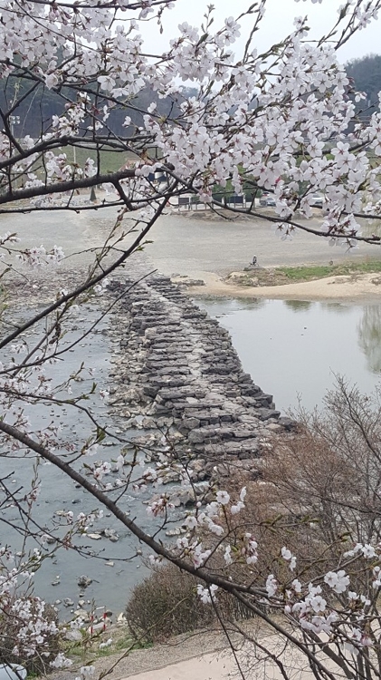 벚꽃과 어우러진 농다리 (진천=연합뉴스) 변우열 기자 = 14일 국내 최고(最古)의 돌다리로 알려진 충북 진천군 문백면 구곡리의 농다리 주변에 벚꽃이 활짝 펴 장관을 이루고 있다. 농다리는 고려 초에 편마암의 일종인 자줏빛 돌을 지네 모양으로 축조됐다. 길이는 93.6m, 폭은 3.6m, 높이는 1.2m다. 2019.4.14