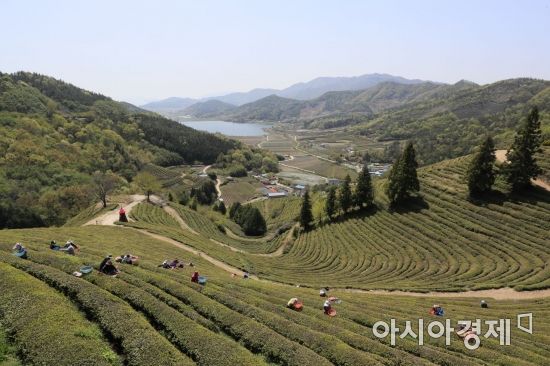 보성 이미지