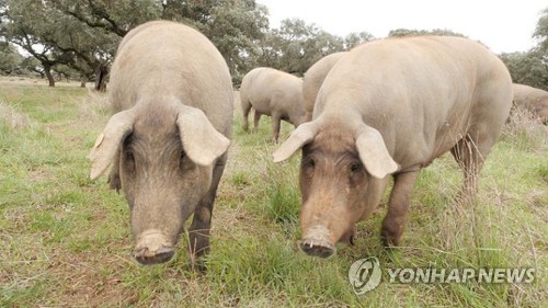 돼지 이미지