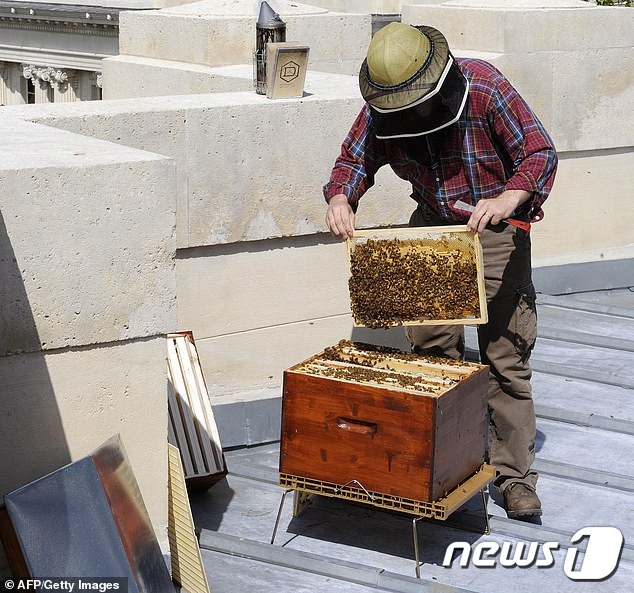 니콜라 지앙트씨가 노트르담 대성당 위에서 양봉통을 돌보고 있다. 대화재에도 불구, 대성당의 꿀벌들은 무사한 것으로 나타났다. © AFP=뉴스1