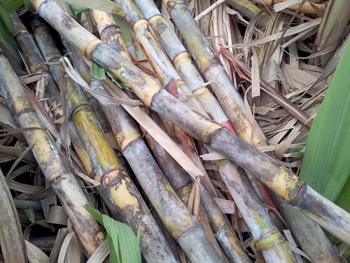 사탕수수 추출 쿠바산 폴리코사놀 효능 부작용 복용방법 알아보기 5