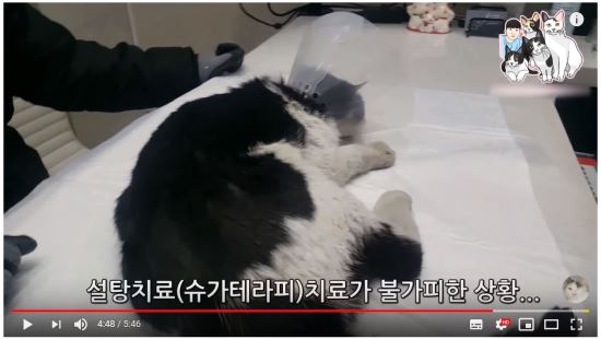 펫지 이미지