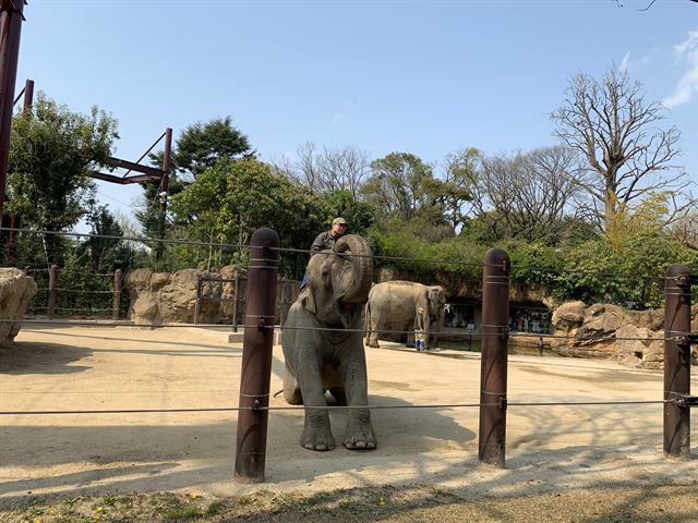 일본 도쿄 우에노동물원에서 한 사육사가 코끼리 등에 탄 채 쇼를 하고 있다. 도쿄=고은경 기자
