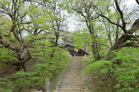 봉정사 영산암 오르는 길, 신록이 눈부시다. [사진 한국관광공사]