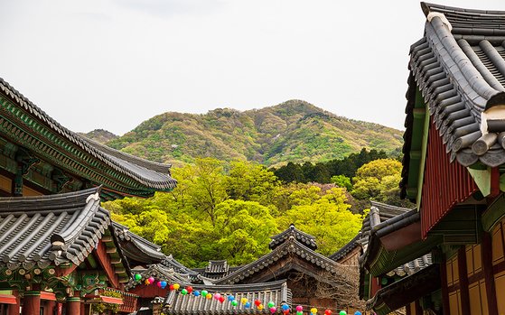 송광사에서 올려다본 조계산. 연둣빛 신록이 눈부시다. [사진 한국관광공사]