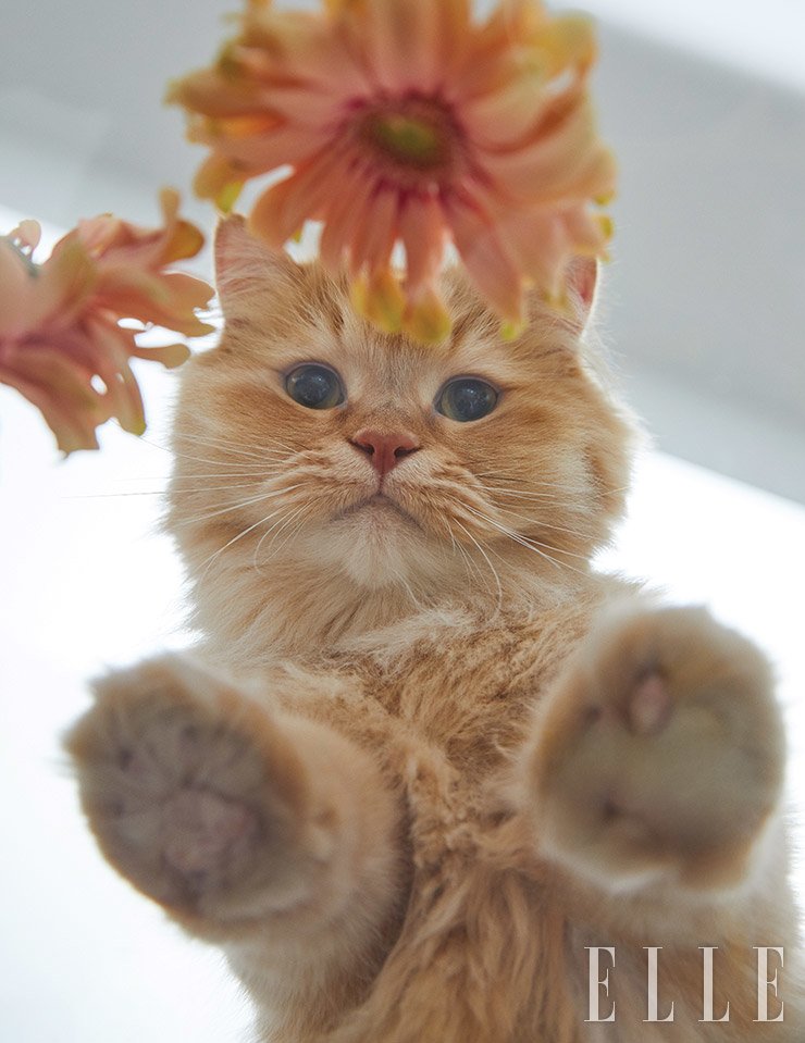 나만없어고양이 이미지