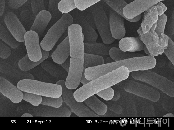 전자현미경으로 본 락토바실러스균/사진제공=쎌바이오텍