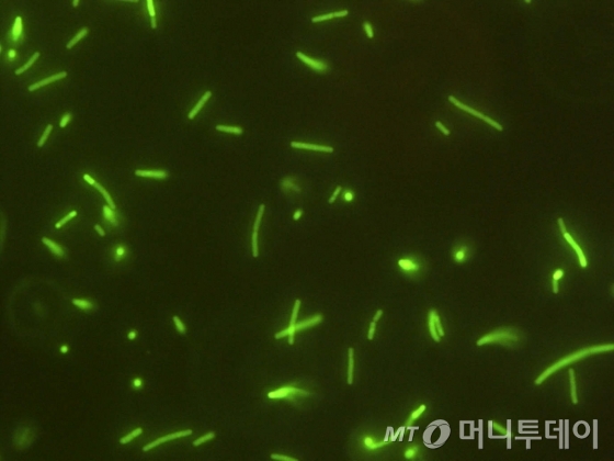 형광 현미경으로 본 락토바실러스균/사진제공=쎌바이오텍