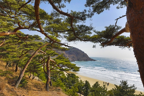 적송군락에서 바라본 모래울 해변 [사진/성연재기자]