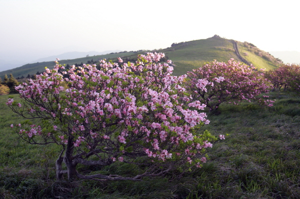 영주 이미지