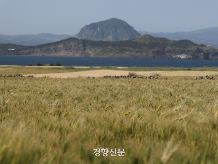 더섬결 이미지