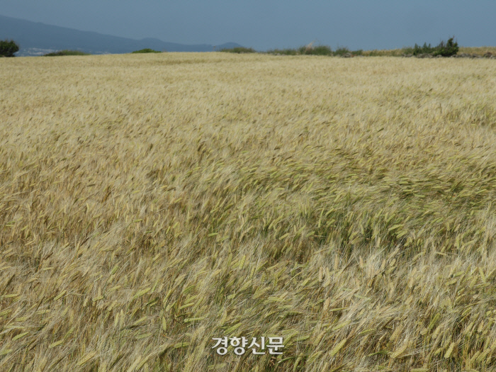 바람부는섬 이미지