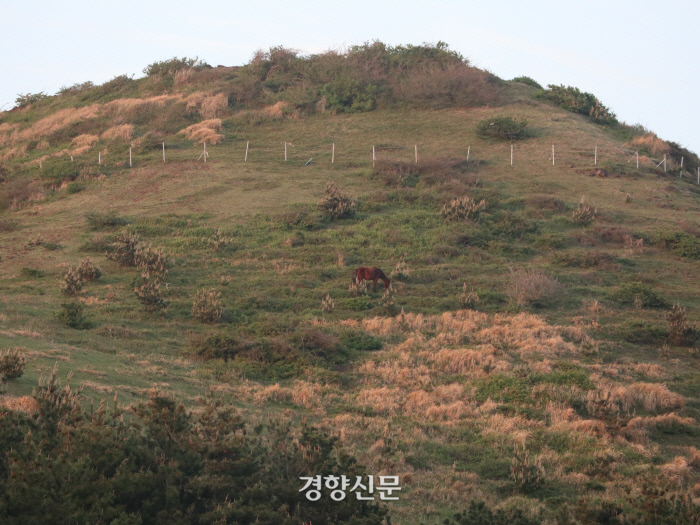 제주초록섬 이미지