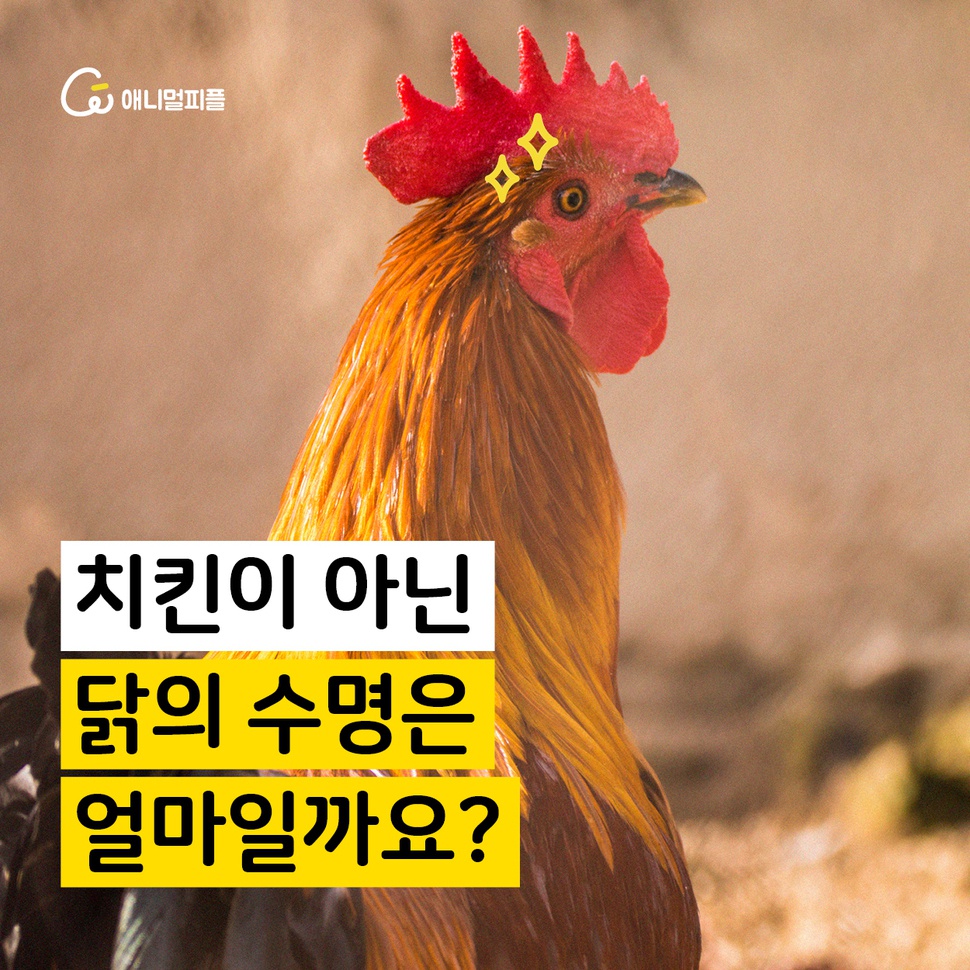 알닭치킨 이미지