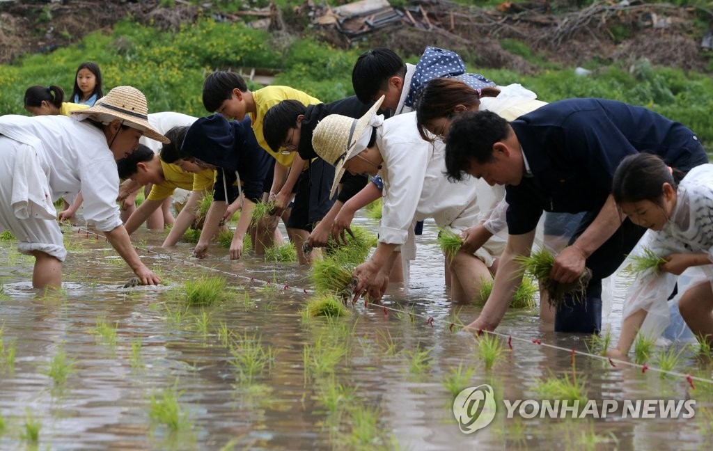 송포도 이미지