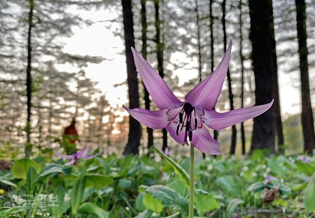 만항재는 이제 봄 꽃이 한창이다. ‘하늘 숲 공원’에 얼레지가 곱게 피었다.