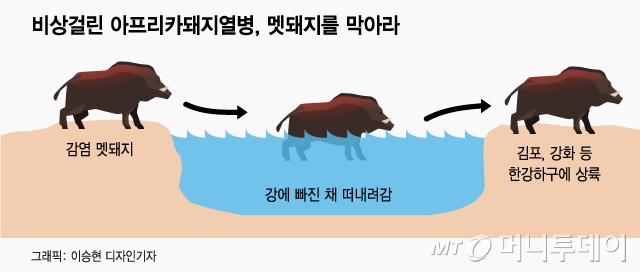 교동멧돼지 이미지