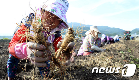 경남인삼 이미지