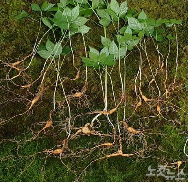 (사진=한국전통심마니협회 제공)