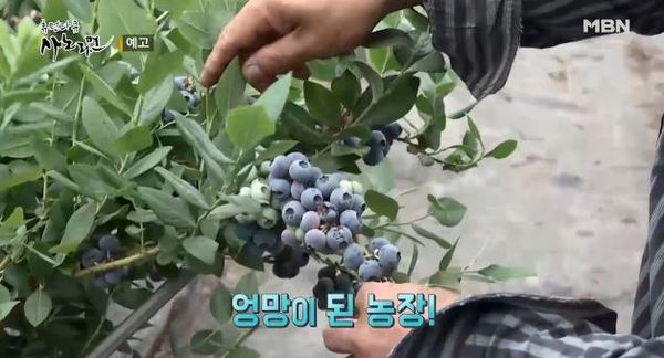 사노라면 이미지