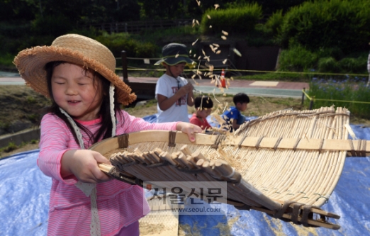 12일 서울 서초구 양재천에서 어린이들이 전통 보리수확 체험을 하고 있다. 2019. 6. 12. 박윤슬 기자 seul@seoul.co.kr