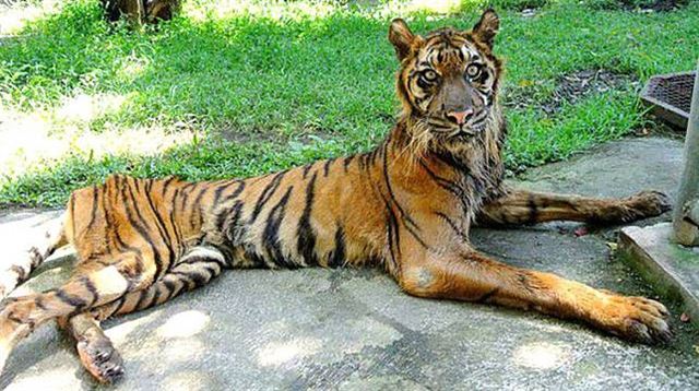 굶주려 바짝 마른 인도네시아 수라바야 동물원의 수마트라 호랑이. 현지 매체 캡처
