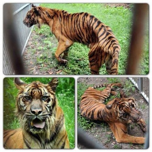 피골이 상접한 인도네시아 동물원의 호랑이. 현지 매체 캡처