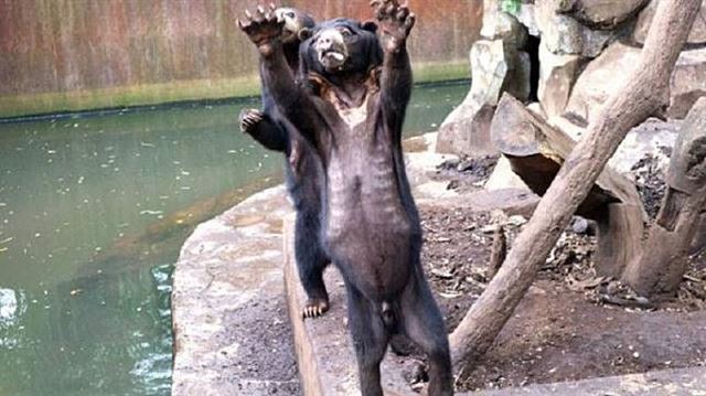 인도네시아 반둥 동물원에 살고 있는 말레이곰이 뼈가 드러나 보일 정도로 앙상하다. 마치 양손을 들어 살려달라고 애원하는 것 같다. 현지 매체 캡처